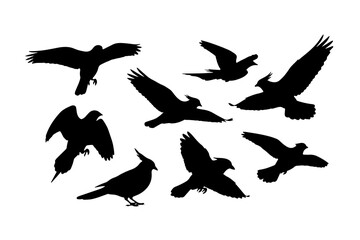 Fototapeta premium High-contrast black silhouettes of crows, ravens, or similar birds in various flight poses. 
