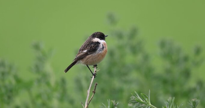 European Stonechat (Saxicola rubicola) male hunting insects from a high perch.
