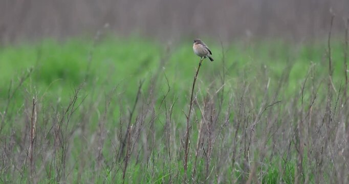 Female Stonechat (Saxicola rubicola) foraging for food on top of a swaying plant stalk.