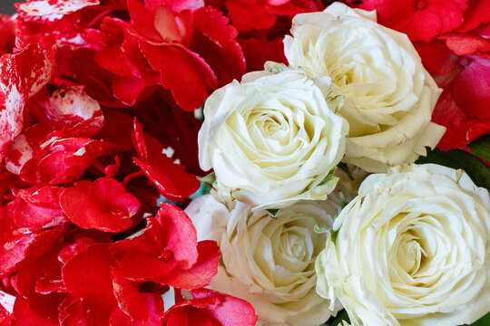 Close-up of white roses and red hydrangea.