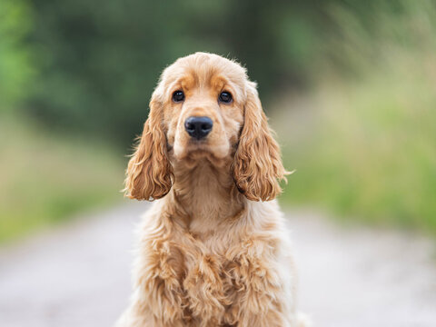 portrait of a golden retriever