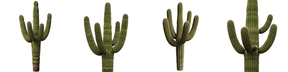 the set of the Cactus tree isolated on high quality PNG background stock image file..,