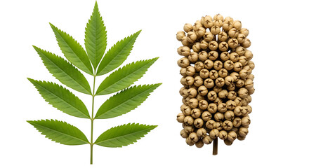 A vibrant green ash leaf is displayed alongside a dense cluster of beige ash seeds on a black background.