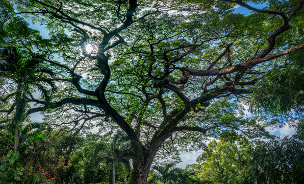 Ancient saman tree (Albizia saman) among the ruins of an old sugar mill in Saint Kitts, Saint Kitts and Nevis, Eastern Caribbean sea