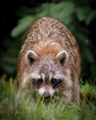 A wild North American racoon at Cap Tourmente National Wildlife Area, Canada