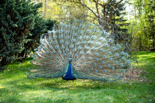 Peacock with feathers out in summer park