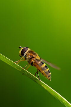 Bzyg - Syrphidae