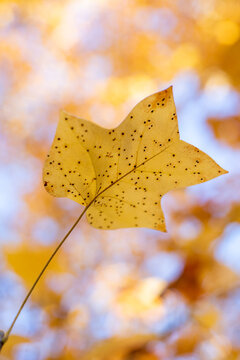 Autumn maple leaf on blue sky