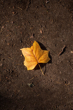 yellow maple leaf in the sun lying on the ground, yellow and brown, colors of autumn