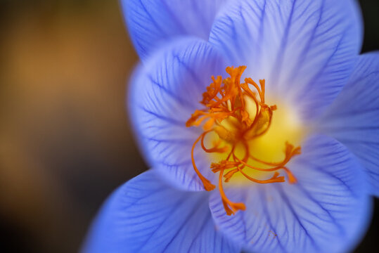 Closeup of spring purple crocus, first flower of spring
