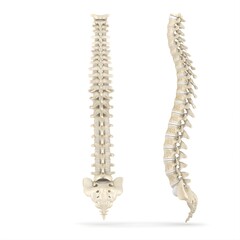 Full Human Spine Column Anatomy Medical Illustration Isolated on White Background