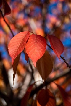 Three red autumn leaves on the tree on a sunny day, lovely bokeh