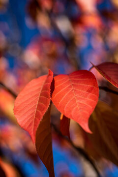Red autumn leaves with blue sky and bokeh
