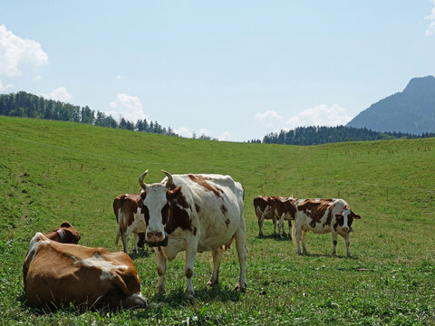vaches laiti&egrave;res &agrave; Gruy&egrave;res