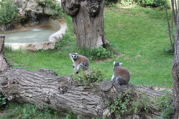 lemur on a tree © antomat
