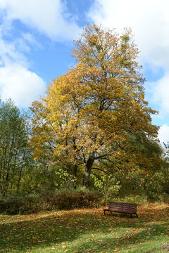 Park on the banks of the Pissa River in the village of Kalinino, Kaliningrad region