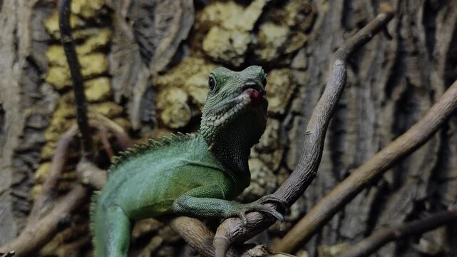 Chinese Water Dragon (Physignathus cocincinus) &ndash; green lizard sitting on a branch, close-up wildlife