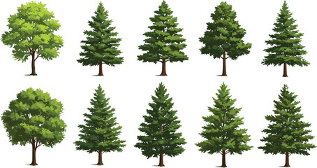 Set of twelve green trees, mixed deciduous and coniferous, nature collection, isolated white background, vector illustration, seasonal foliage, outdoor plants © Creative Rejia
