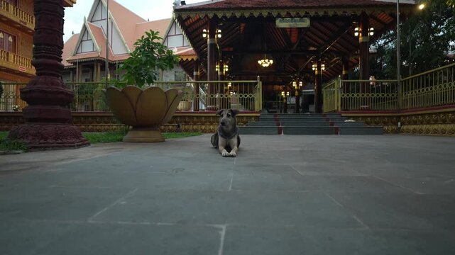 Street dog resting in Cambodian sacred temple