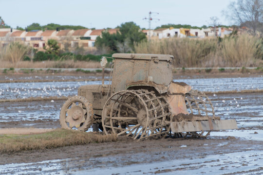 tractor lleno de barro con ruedas metalicas trajando dentro de un arrozal del saler de valencia junto a los campos anegados de agua