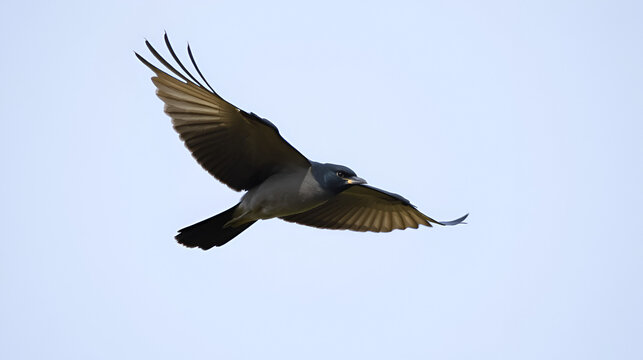 Western jackdaw in flight