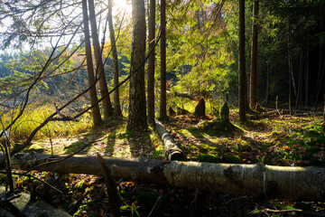 Amazing nature landscape scene of a wild forest in bright sunlight. Dense woodland with tall pines and firs reaching for the sky.