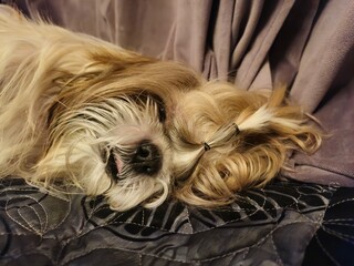Naklejka premium shih tzu dog is lying on a pillow in the bed 