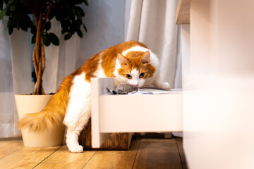 A beautiful domestic red-and-white cat climbs on shelves of closet in cozy apartment. Charming pet explores its home environment. Perfect for pet lifestyle, interior design, and animal care concepts.
