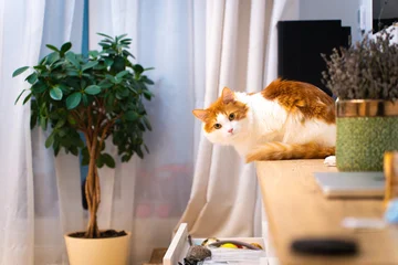 A cute white and red cat sits on furniture shelves in cozy modern apartment, beautifully decorating interior of house. This charming domestic feline adds life and warmth to the stylish home setting. © dzmitrock87