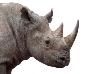 Rhino portrait, closeup isolated on transparent background (PNG)  © Trixy