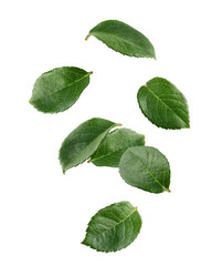 Fototapeta premium Falling Rose leaves, isolated, full depth of field