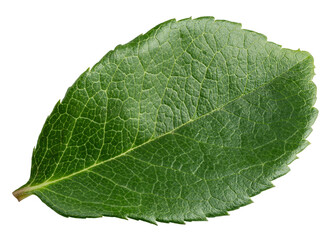 Obraz premium Rose leaves, isolated, full depth of field