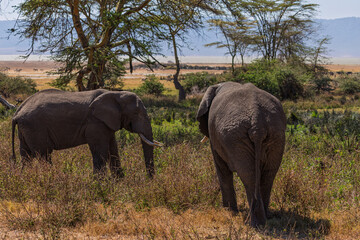 Obraz premium Ngorongoro Crater, Tanzania - September 23th 2025: Majestic Elephants in the Savanna