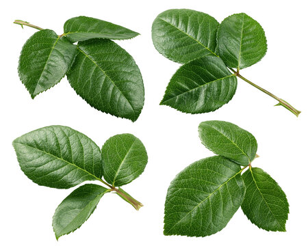 Rose leaves, isolated, full depth of field