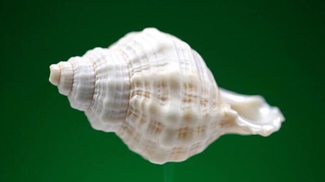 Close-up of a white seashell against a vibrant green background, showcasing its intricate spiral patterns and natural beauty.