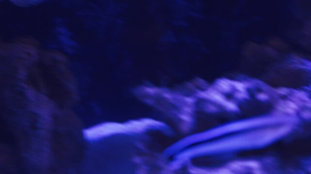 Explore a stunning marine aquarium showcasing a variety of vibrant fish swimming gracefully among beautiful corals. The serene blue lighting enhances the underwater wonder.