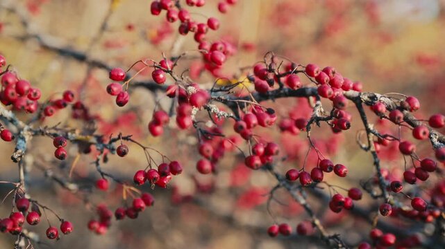 Ripe rose hips on branches in late October, dog rose - Rosa canina. Medicinal berries rich in vitamin C