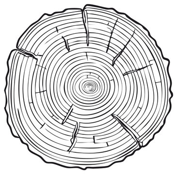 Vector line art of a tree trunk cross section showing annual growth rings and cracks