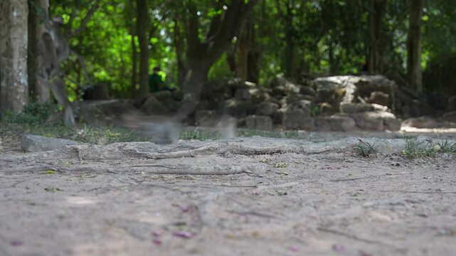 Scared monkeys running away in natural habitat
