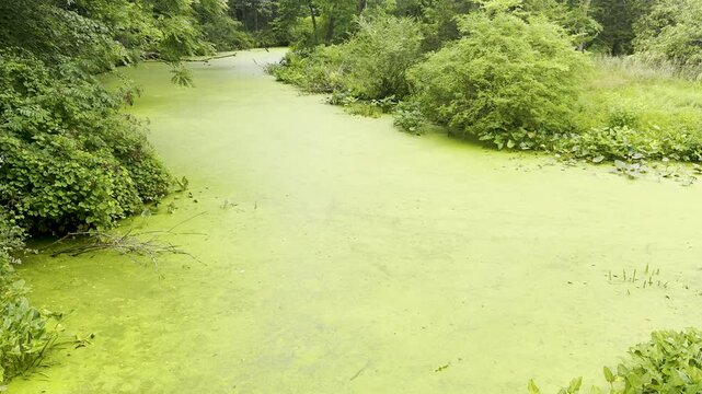 Algae bloom makes river look like stagnant solid green mass