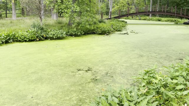 Stagnant algae bloom makes river look like solid green mass