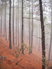 Obraz premium Moody pine forest trail covered with needles - Vertical view of a hiking path winding up a steep, misty hillside covered in vibrant orange-red pine needles.