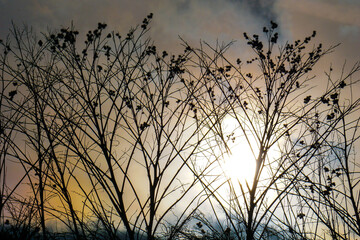 Obraz premium Branches At Dusk