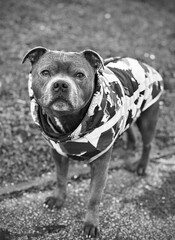 Stafford with a raincoat