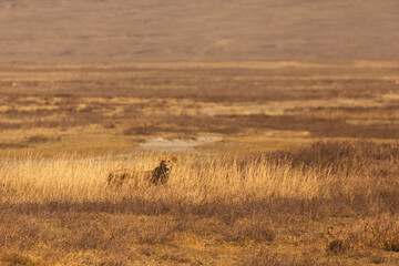 Naklejka premium Ngorongoro Crater, Tanzania - September 23th 2025: Solitary Lion Stalking Through Golden Grass