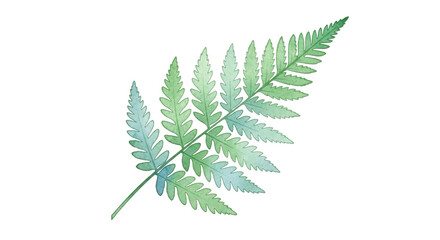 Naklejka premium Watercolor Fern Frond Illustration