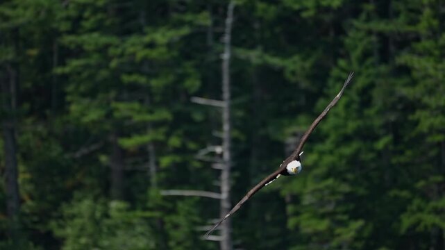 bald eagle glides in to catch a fish in slow motion