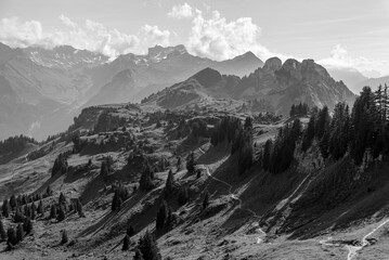 Naklejka premium Idyllic alpine pasture of the Schynige Platte in the Swiss alps