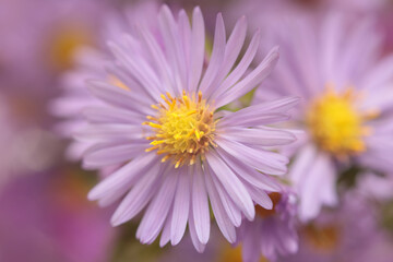 Obraz premium Smoke close-up selective soft focus pink, lilac small chrysanthemum, aster Flower bouquet. Natural art blur beige background.