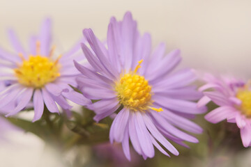 Obraz premium Smoke close-up selective soft focus pink, lilac small chrysanthemum, aster Flower bouquet. Natural art blur beige background.